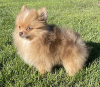 Neo Male ACA Pomeranian $1250