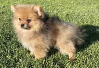Hank Male ACA Pomeranian $1250