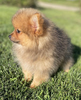 Hank Male ACA Pomeranian $1250