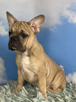 Milo Male AKC French Bulldog $2000