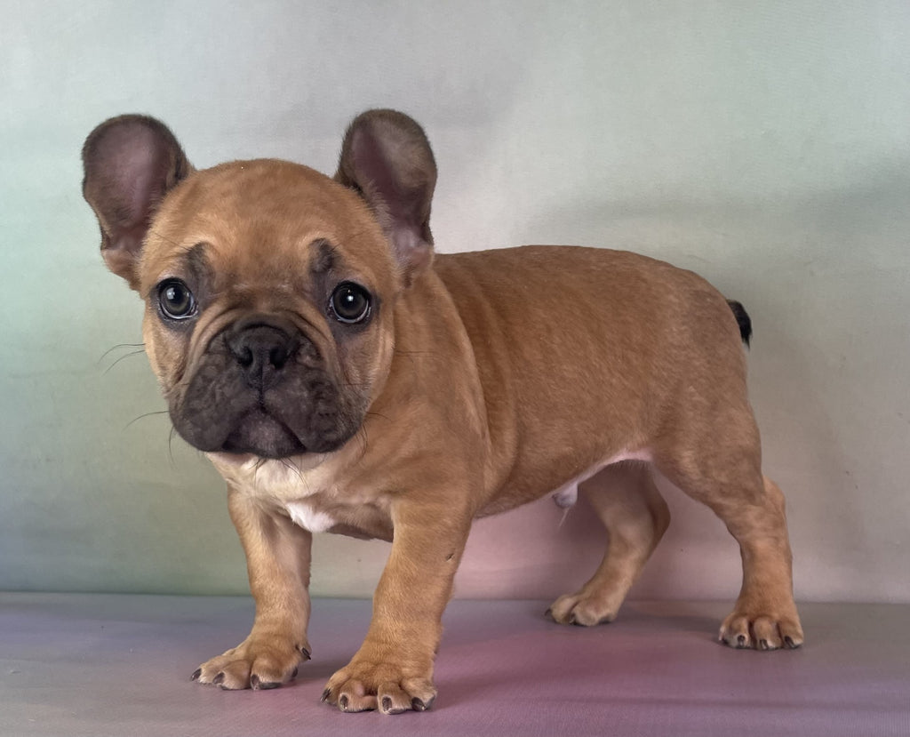 Quinn Male Frenchton $1250