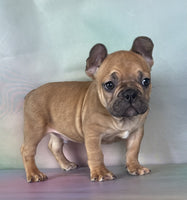Quinn Male Frenchton $1250