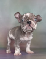 Riley Male Frenchton $1400