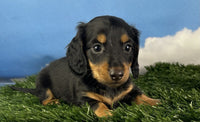 Panther ICA  Male Mini Dachshund $850
