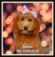 Bubbles Female Mini Goldendoodle $795