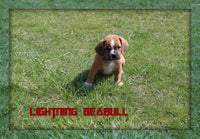 Lightning Male Beabull $500