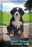 Cooper Male AKC Bernese Mountain Dog $1200