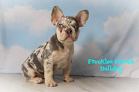 Freckles Male AKC French Bulldog $2300
