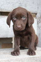 Coco Female AKC Labrador Retriever $599