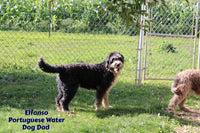 Oakley Male AKC Portuguese Water Dog $1300