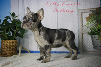 Lilly Female AKC French Bulldog $1995