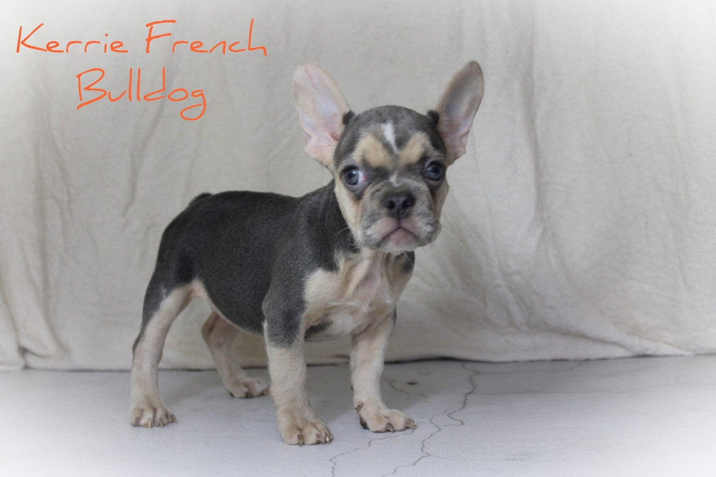 Kerrie Female AKC French Bulldog $1650