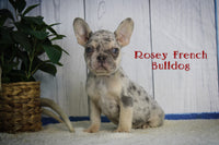Rosey Female AKC French Bulldog $2495