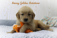 Penny Female Golden Retriever $650