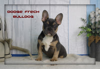 Dodge Male AKC French Bulldog $1695