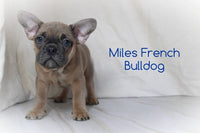 Miles Male French Bulldog $1150