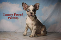 Tammy Female AKC French Bulldog $1450
