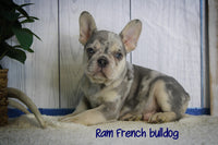 Ram Male AKC French Bulldog $2200