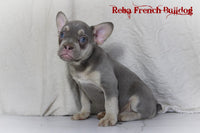 Reba Female AKC French Bulldog $2950