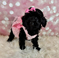 Molly Female Toy Poodle $950