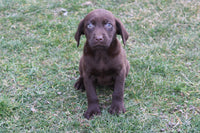 Coco Female AKC Labrador Retriever $599