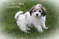 Cappachino Female Mini Labradoodle $599