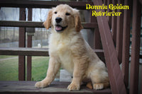 Donnie Male Golden Retriever $399