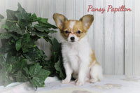(HOLD) Pansy Female ICA Papillon $1950