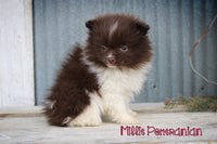 Millie Female Pomeranian $675