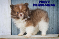Poppy Male Pomeranian $675