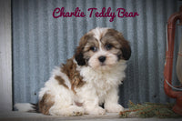 Charlie Male Teddy Bear $650
