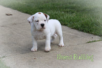Neoma Female English Bulldog Mix $750
