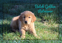 Butch Male AKC Golden Retriever $950