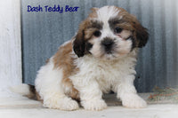 Dash Male Teddy Bear $650