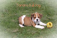 Sandra Female English Bulldog Mix $750