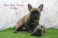 Almond Female AKC French Bulldog $1200