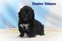 Shadow Male Shihpoo $895