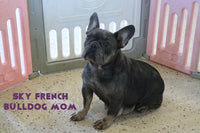 Spottie Male AKC French Bulldog $1900