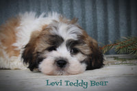 Levi Male Teddy Bear $650