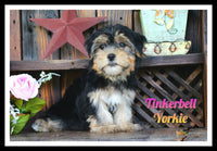 Tinkerbell Female Yorkshire Terrier $795