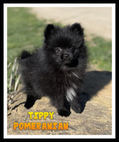 Tippy Male ACA Pomeranian $1000