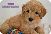 Tori Female AKC Mini Poodle $950