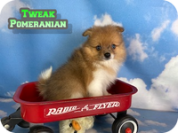 Tweak Male ACA Pomeranian $900
