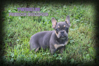 Twinkles Female AKC French Bulldog $1650