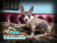 Twix Male Chihuahua $1300