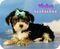 Violet Female Yorkichon $975