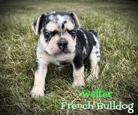 Walter Male AKC French Bulldog $2500
