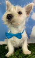 Sparky Male AKC West Highland Terrier $650
