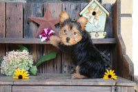 Yorkshire Terrier