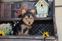 Yorkshire Terrier